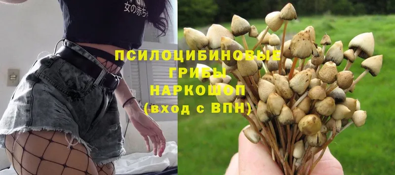 купить   hydra ссылка  Галлюциногенные грибы MAGIC MUSHROOMS  Канск 